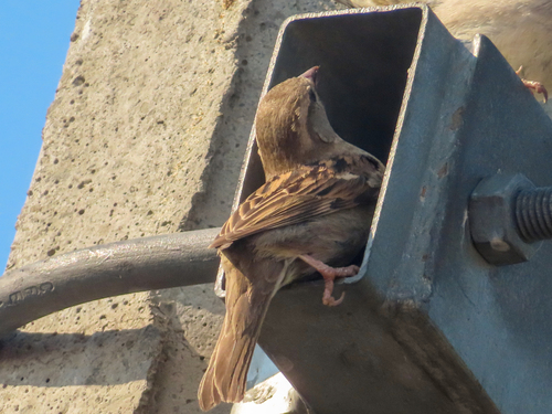 Moineau domestique, femelle