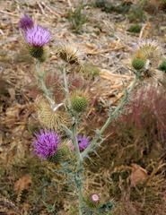 Cirsium rhaphilepis