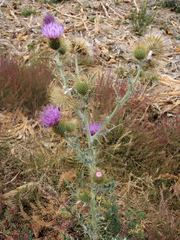 Cirsium rhaphilepis
