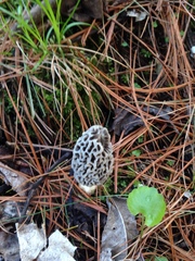 Morchella americana