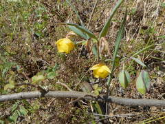 Calochortus pulchellus