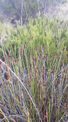 Nevillea obtusissima