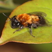 Andrena milwaukeensis - Photo (c) Jake McCumber, alguns direitos reservados (CC BY-SA), uploaded by Jake McCumber