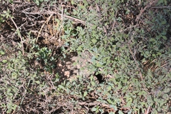 Symphoricarpos rotundifolius parishii