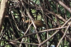 Pheugopedius maculipectus