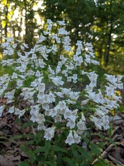 Penstemon arkansanus
