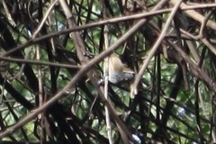 Pheugopedius maculipectus