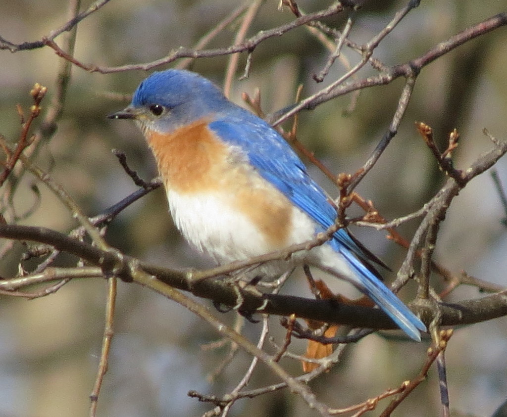 Eastern Bluebird (Eastern)