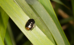 Legnotus limbosus