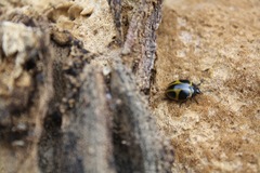 Aegithus quadrinotatus