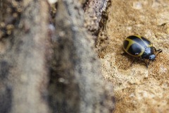 Aegithus quadrinotatus