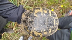 Testudo hermanni hermanni