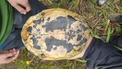 Testudo hermanni hermanni