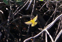 Setophaga petechia castaneiceps