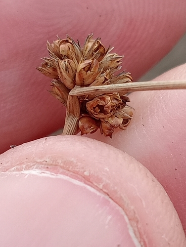 Juncus filicaulis (Juncus filicaulis)