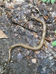 Carphophis amoenus helenae