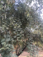 Havardia mexicana