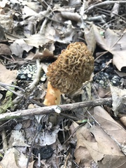 Morchellaceae