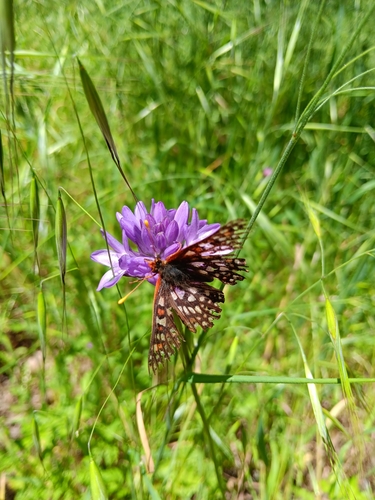 iNaturalist observation photo of Variable Checkerspot