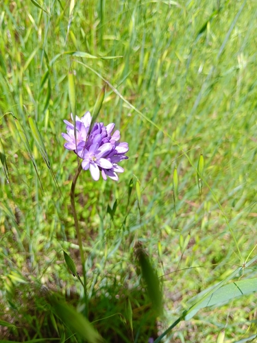 iNaturalist observation photo of Ookow