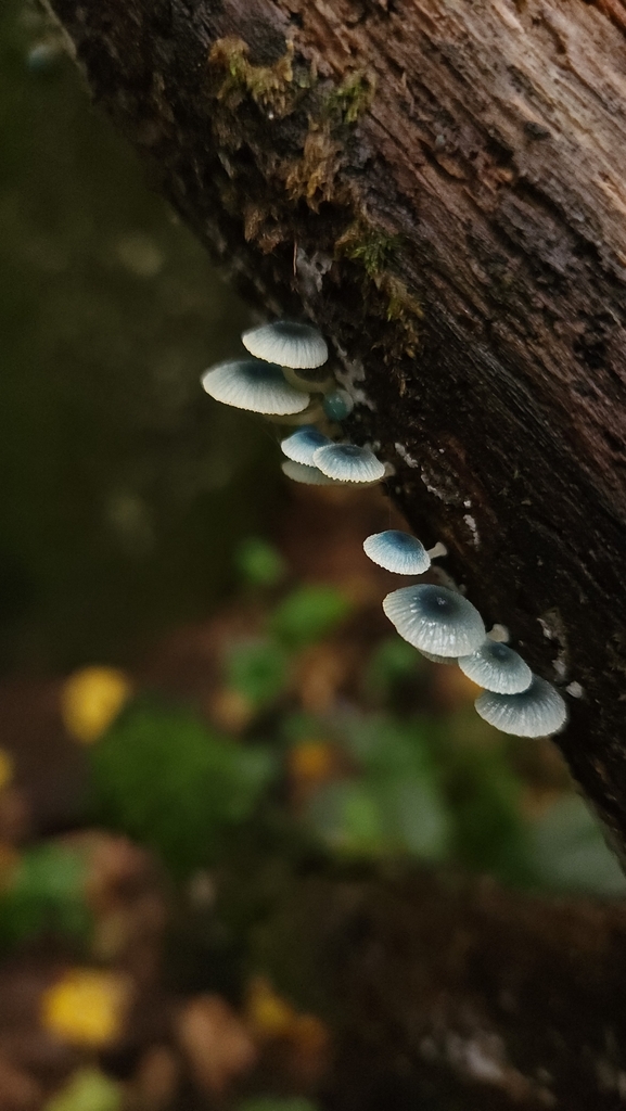 Mycena cyanocephala · May 2024 · photo: © laflorifunga_ (iNaturalist, cc-by)