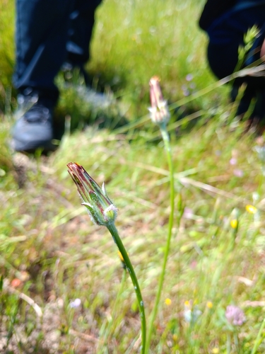 iNaturalist observation photo of bigflower agoseris