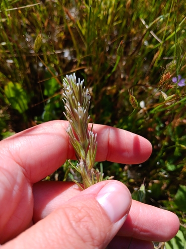 iNaturalist observation photo of valley tassels