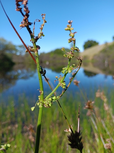 iNaturalist observation photo of Blue Dock Beetle