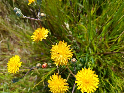 iNaturalist observation photo of Beaked Hawksbeard