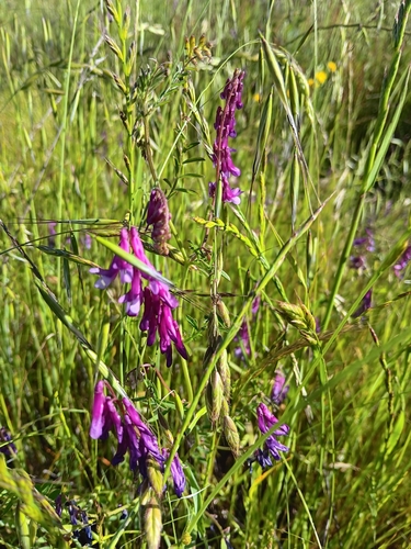 iNaturalist observation photo of hairy vetch