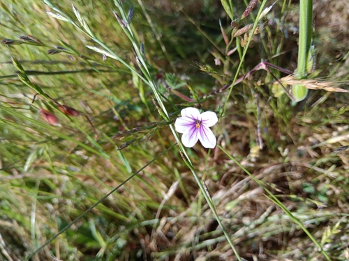 iNaturalist observation photo of Mediterranean Stork's-bill