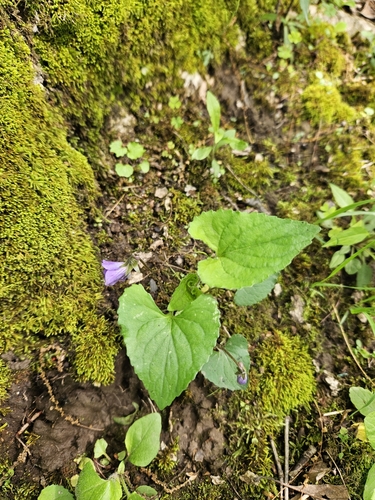 Viola X filicetorum
