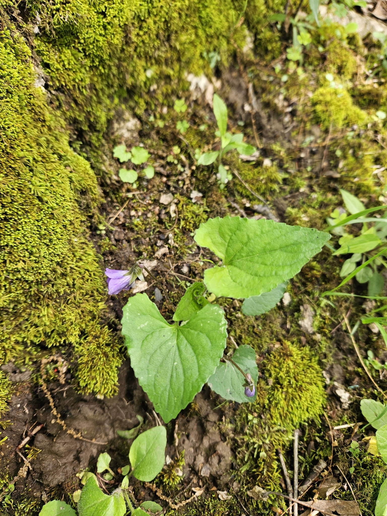 Viola X filicetorum