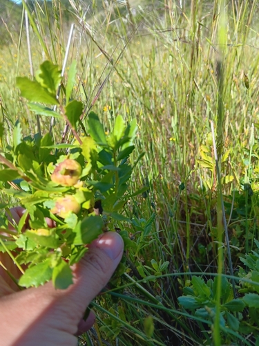 iNaturalist observation photo of Coyote Brush Bud Gall Midge