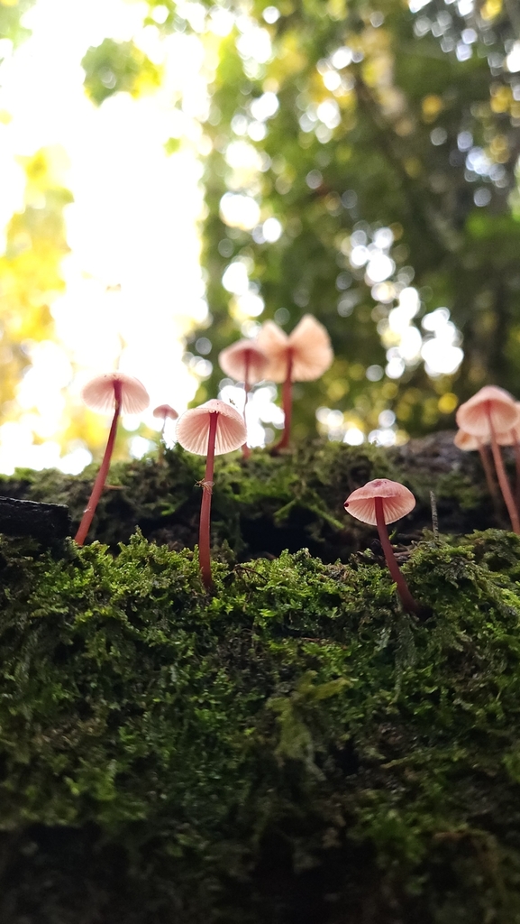 Mycena haematopus · May 2024 · photo: © laflorifunga_ (iNaturalist, cc-by)