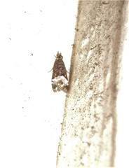 Scoparia minusculalis