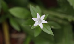 Richardia grandiflora