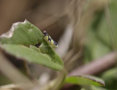 Protalebrella brasiliensis