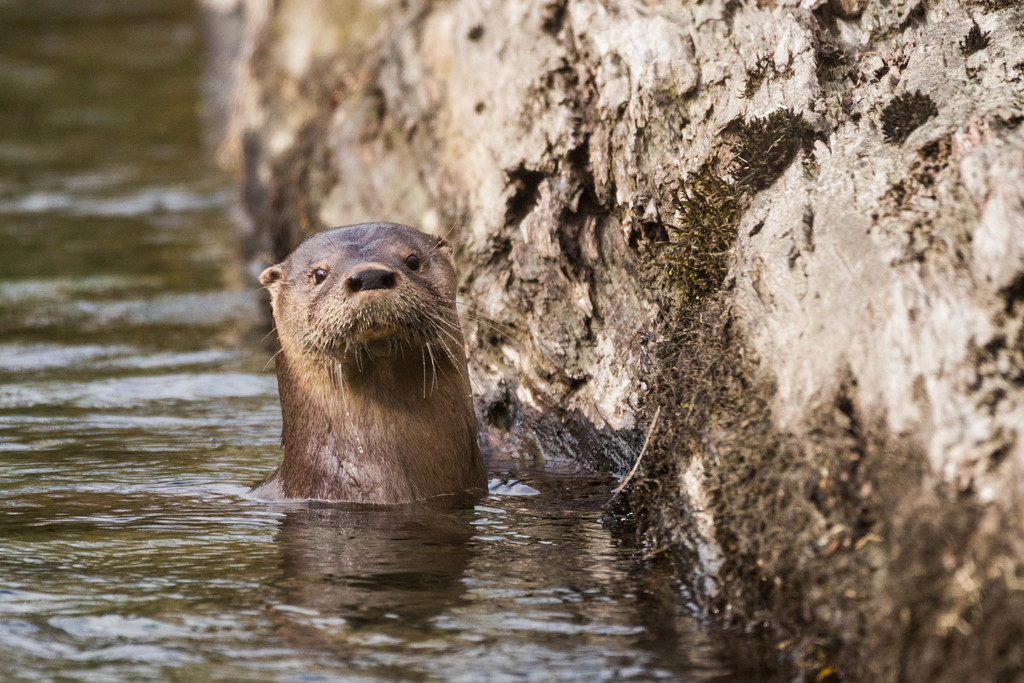Southern River Otter