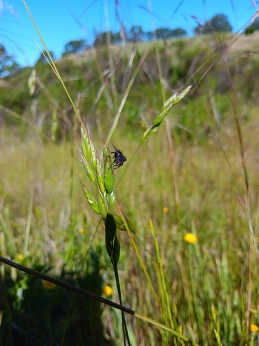 iNaturalist observation photo of common soft brome