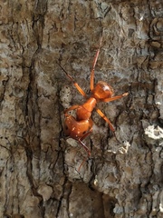 Camponotus hannani