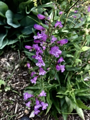 Penstemon tenuis