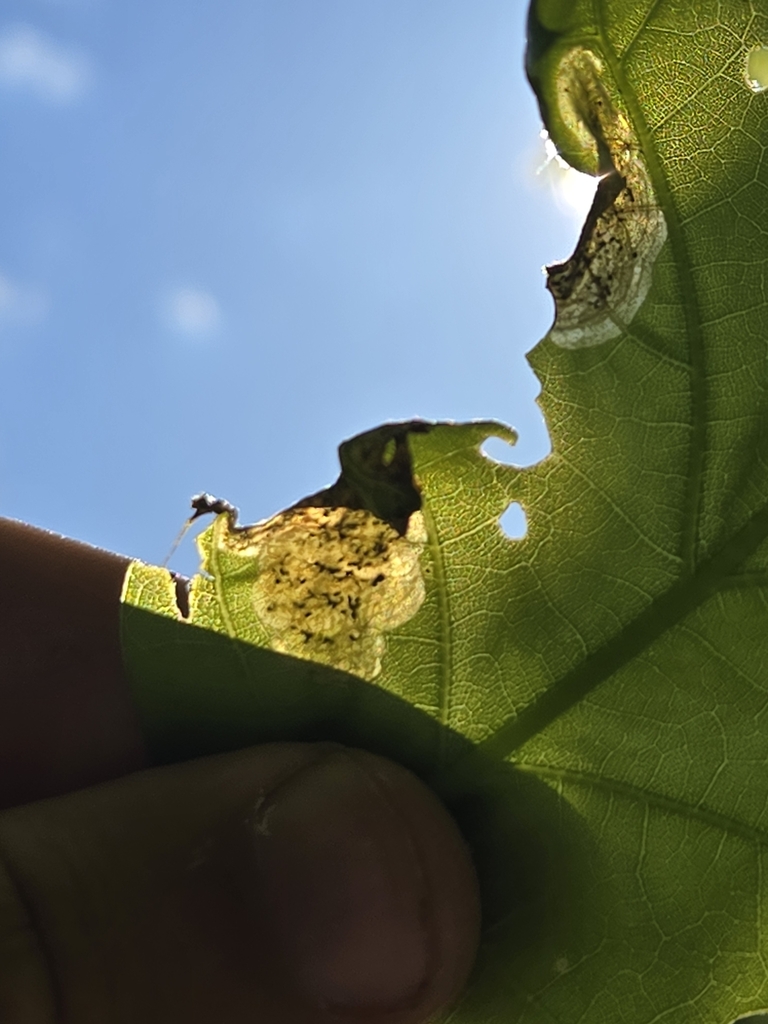 Oak Shothole Leafminer from Vernon Township, PA, USA on May 12, 2024 at ...