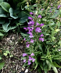 Penstemon tenuis