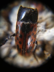 Pselaphacus signatus