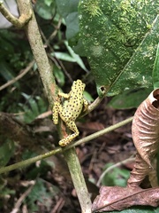 Rio Pescado Stubfoot Toad photo 2