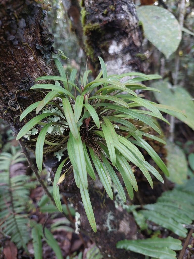 Masdevallia sanctae-rosae