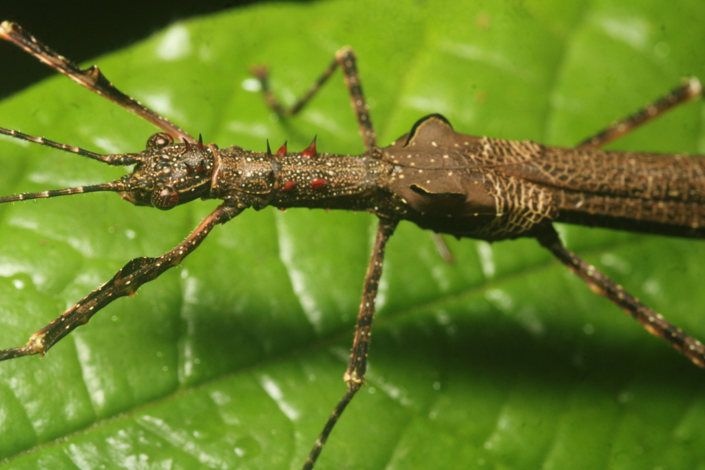 Periphloea corticina