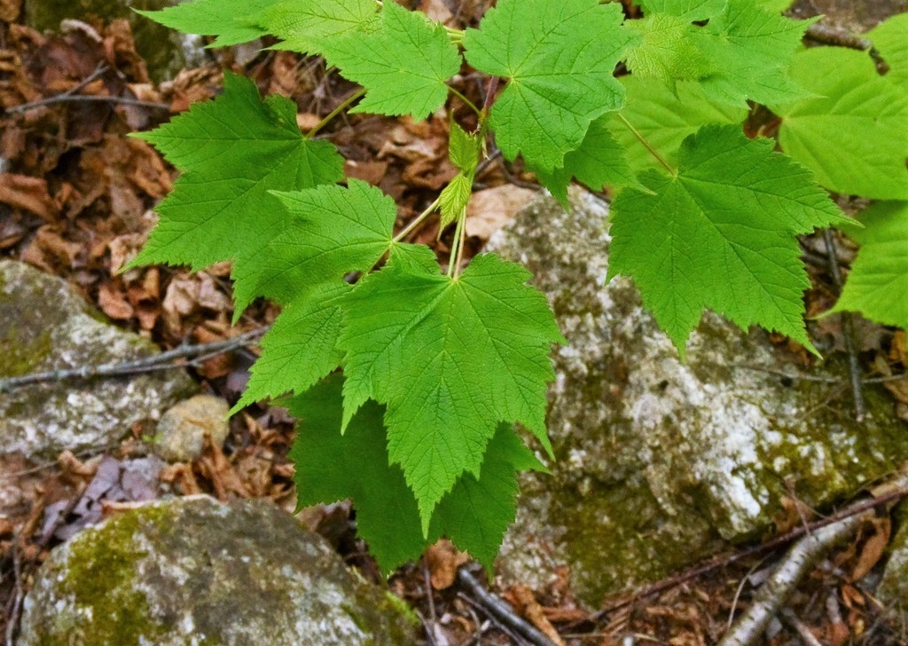 Mountain Maple from 44.358439, -70.853976 on May 22, 2016 by Mark ...