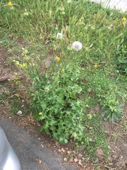 Urospermum picroides